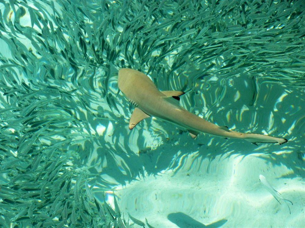 Isle Beach Inn Maldives Dış mekan fotoğraf